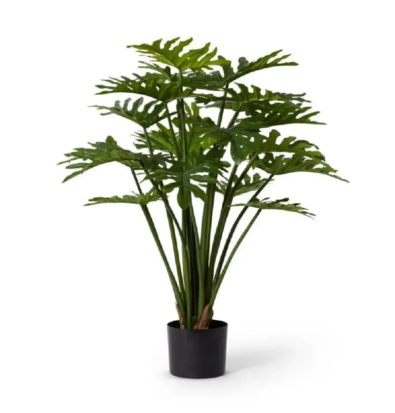 Elme Green Philodendron Floor Plant – 50 × 50 × 50 × 90 Cm Potted Tropical Specimen 1