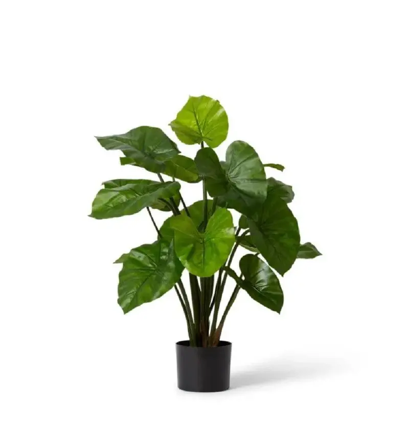 Elme Upright Alocasia Lily In Ceramic Planter – 40X40X80Cm Indoor Foliage 1