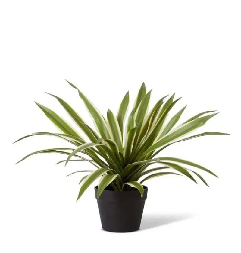 Elme Variegated Agave Plant In Sisal Pot – 50X50X41Cm Potted Succulent 1