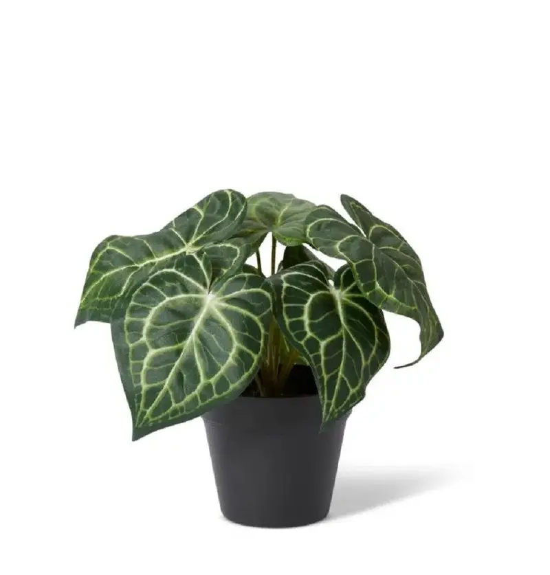 Elme Variegated Anthurium Hanging Plant – Potted 24 × 24 × 23 Cm Indoor Greenery 1